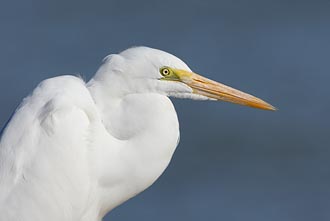 Great Egret