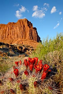 Claretcup Cactus And Butte