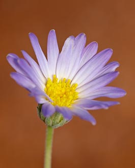 Utah Daisy