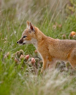 Swift Fox Kit