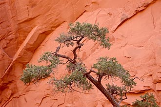 Evergreen And Red Wall